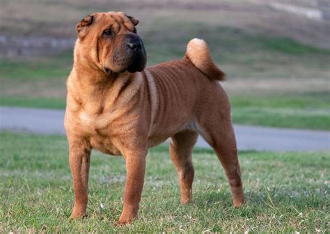 how much are chinese shar pei puppies